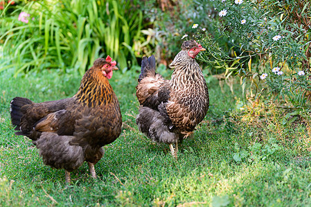 在院子里产鸡蛋家禽棕色牧场农业鸟类草地公鸡食物动物翅膀图片