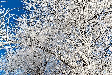 阳光明媚的美丽的冬季森林天气季节天空人行道阴影松树暴风雪衬套蓝色曲目图片