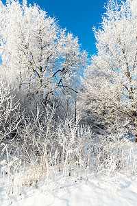 阳光明媚的美丽的冬季森林暴风雪蓝色场地天气公园季节车道松树场景阴影图片