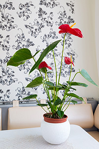 内地室内的室内红花房间植物绿色花盆叶子白色红色图片