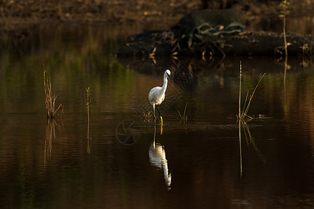 Egret 与反射图片