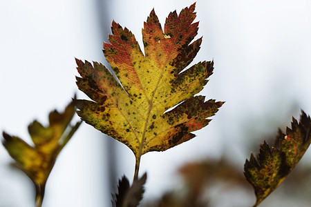 秋季 秋季装饰 纹理或背景天空森林晴天金子公园日落植物太阳环境衬套郁郁葱葱高清图片素材