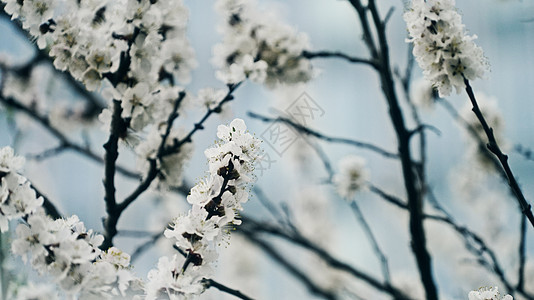 蜜树花在蓝色天空下 季节花卉自然背景图片