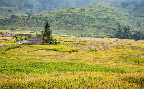 越南Sa Pa山的绿色和黄色水稻梯田与雾雾图片