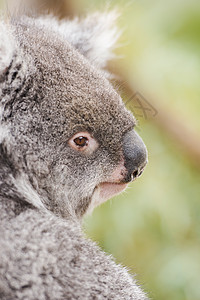 光靠Koala自己在一棵树上动物群哺乳动物毛皮动物园苏醒盎司桉树野生动物耳朵灰色图片