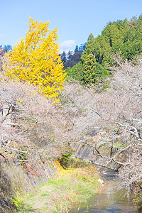 秋天背景Obara丰田日本名古屋红叶旅行寺庙花园木头游客风景光洋乡村观光背景