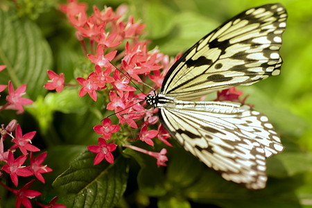在彩色花朵上特写无蝴蝶白色漏洞昆虫宏观翅膀君主橙子黄色黑色绿色图片