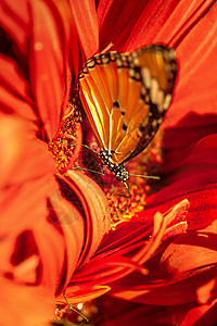 在彩色花朵上特写无蝴蝶黄色花瓣花园橙子黑色宏观漏洞昆虫绿色翅膀图片