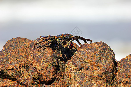 岩石上的莎莉浅脚蟹甲壳升华爪子火山海滩热带野生动物橙子支撑贝类图片
