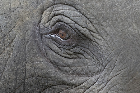 泰国亚洲大象眼睛和脸的特写荒野动物园丛林野生动物宏观眼泪动物树干灰色吉祥物图片