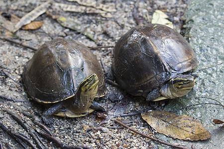 泰王国东部海龟的图象食物环境吉祥物眼睛爬虫荒野乌龟水龟池塘森林背景图片