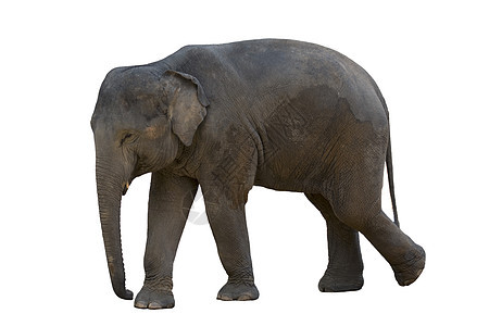 白色背景的大象的图像动物动物园哺乳动物照片身体象牙男性獠牙婴儿棕色图片