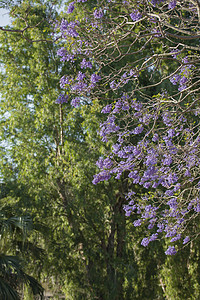 盛开多彩的Jacaranda树紫色天空阳光花园花瓣植物蓝色叶子季节图片