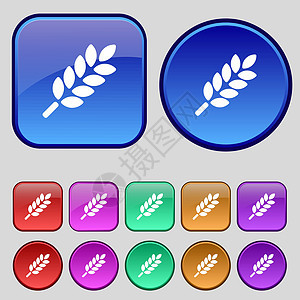 小麦耳朵图标标志 一套十二个复古按钮为您的设计 韦克托图片