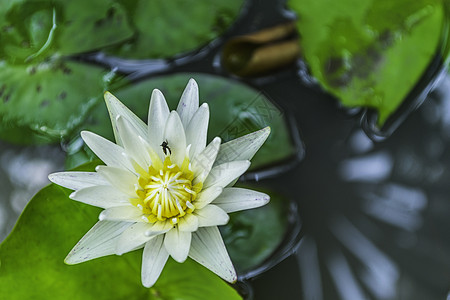 白莲美丽花瓣植物群白色叶子绿色蓝色植物百合背景图片