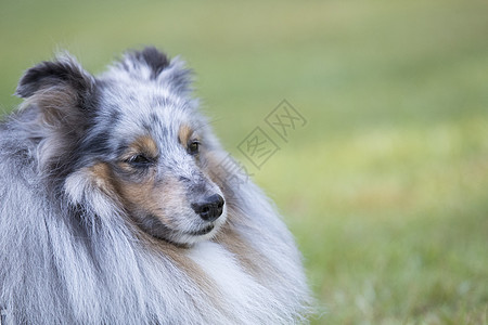 狗 沙特兰牧羊犬 头拍图片