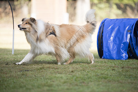 狗 苏格兰牧羊犬 训练喇叭桶匠公司平衡障碍镇流器课程竞赛宠物篮球犬类图片