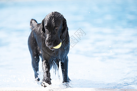 狗 英国鸡鸡Spaniel 黄色球图片