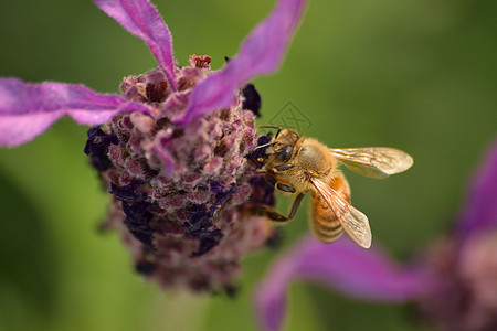 草花上天然本底蜜蜂紫色植物微距田园图案草地花卉蓝色插花绿色图片
