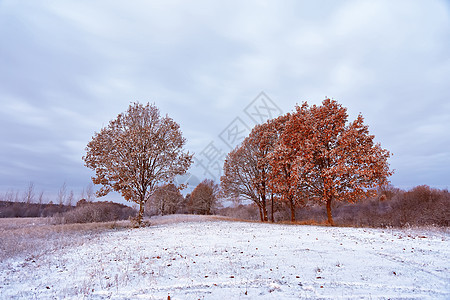 秋天森林第一次下雪 树上落色 秋天图片