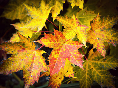 秋色树叶背景背景图片