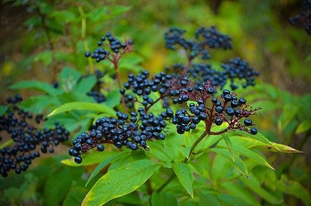 花园里一个黑老植物的树枝 在模糊的背景之下浆果枝条植物群叶子水果黑质灌木药品采摘季节图片