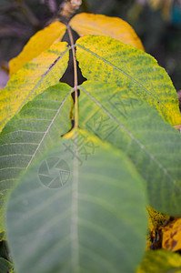 近视秋天胡桃树叶蓝色葡萄园墙纸板栗花园藤蔓阳光植物学收成叶子图片