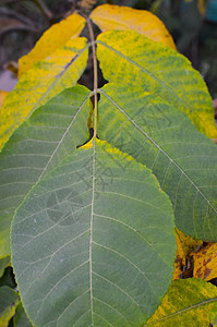 近视秋天胡桃树叶藤蔓植物季节环境花园水果板栗阳光农场收成图片