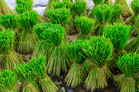 种植大米 稻田 在农村 泰国教育知识粮食植物土地绿色水稻食物树叶白色图片