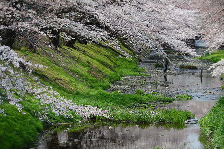 东京附近的萨库拉蓝色花园粉色植物绿色白色天空季节图片