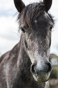 马的肖像合上牧场鼻子宠物良种哺乳动物眼睛场地农业草地鬃毛图片
