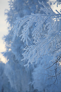 树上风霜天气环境公园风景新年木头天空白色背景图片