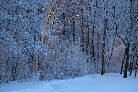 美丽的冬季森林天气人行道小路公园风景环境白色新年蓝色木头图片