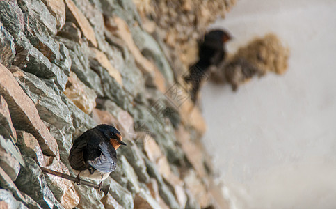 谷仓的燕子在他们的巢穴旁边图片