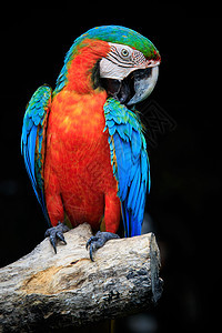 在干树上捕食的红毛鹦鹉鸟b红色动物栖息翅膀账单羽毛蓝色荒野橙子野生动物图片
