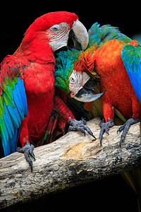 特写一对美丽的猩红色金刚鹦鹉鸟和栖息热带动物学习红色羽毛荒野橙子家庭野生动物图片