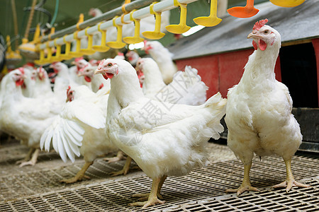 白鸡农场乡村商业食物健康家禽公鸡鸡舍羽毛母鸡白色图片