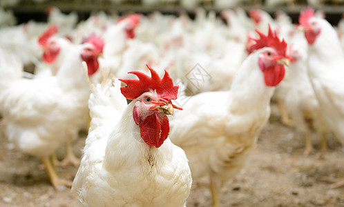 白鸡农场鸡舍农业食物团体白色乡村健康羽毛家禽家畜图片