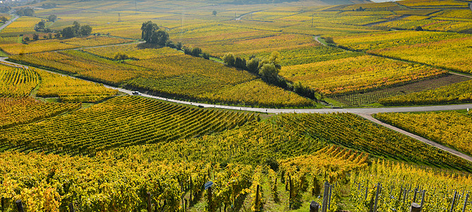 法国阿尔萨斯葡萄庄园Wine Road草本植物国家森林藤蔓教会爬坡农村街道农业飞鸟图片