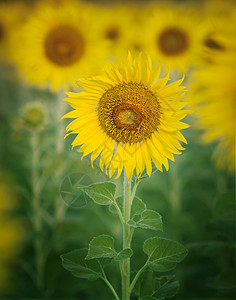特写单个美丽的向日葵花瓣在花 frild w高清图片