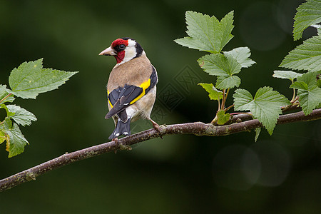 位于伯赫的戈德芬奇黄色花园野生动物黑色白色荒野红色背景图片