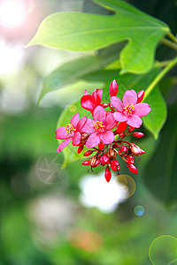 花园里的红花植物群宏观橙子活力耀斑绿色黄色叶子季节园艺图片