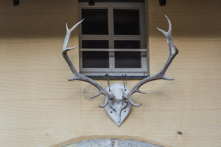 鹿鹿角挂在黄墙上野生动物房子指针摄影兽骨鹿茸骨架古董战利品狩猎图片