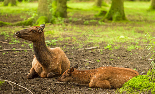 红鹿婴儿及其母亲图片