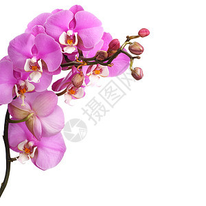 粉红花兰花花热带紫色粉色白色背景图片