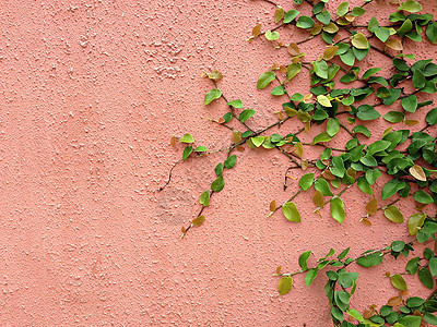 魔术贴绿色植物攀爬红墙背景花园植物建筑学石头叶子水泥衣扣建筑房子金属图片