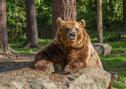 棕熊棕色危险动物森林捕食者食肉哺乳动物毛皮荒野图片