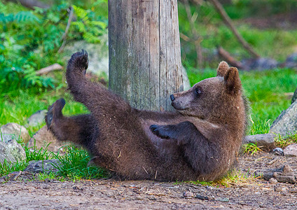 棕熊毛皮棕色哺乳动物森林动物食肉危险捕食者荒野图片