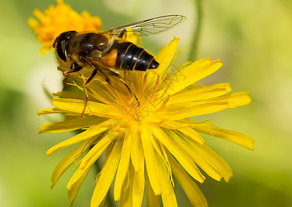 昆虫宏花蜜蜂蜜翅膀昆虫野生动物动物花粉背景图片