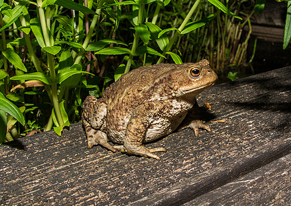 青蛙环境动物动物学爬虫生物学两栖池塘图片